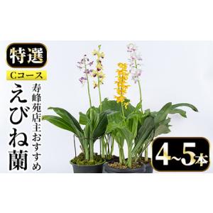 ふるさと納税 【個数限定】えびね蘭 寿峰苑特選店主おすすめCコース えびね蘭 蘭 春咲き 鉢花 鉢植...