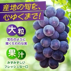 ふるさと納税 【期間限定/8月下旬から9月上旬...の詳細画像1