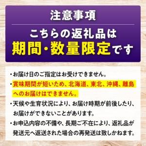 ふるさと納税 【期間限定/8月下旬から9月上旬...の詳細画像4