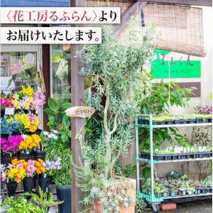 ふるさと納税 【3回定期便】バラ の 花束 (...の詳細画像2
