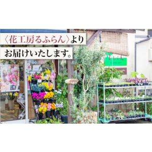 ふるさと納税 【6回定期便】バラ の 花束 (...の詳細画像2