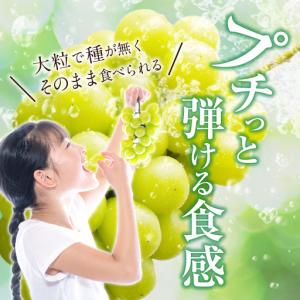 ふるさと納税 【2027年発送分・先行予約開始...の詳細画像3
