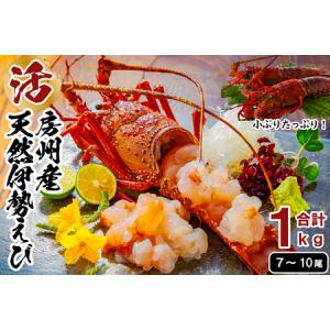 ふるさと納税 伊勢エビ 天然 活き 伊勢海老 総量1kg 活...