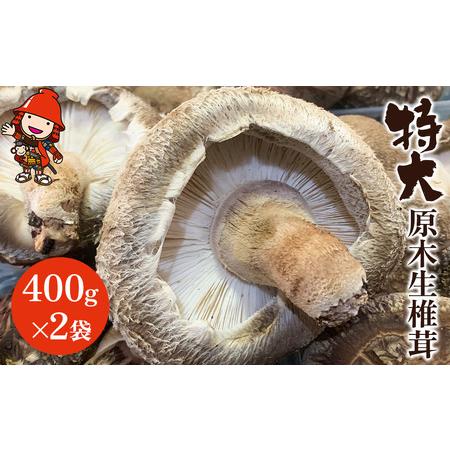 ふるさと納税 【先行予約】特大 原木生椎茸 400g×2 生しいたけ 生シイタケ 大分県産 九州産 ...