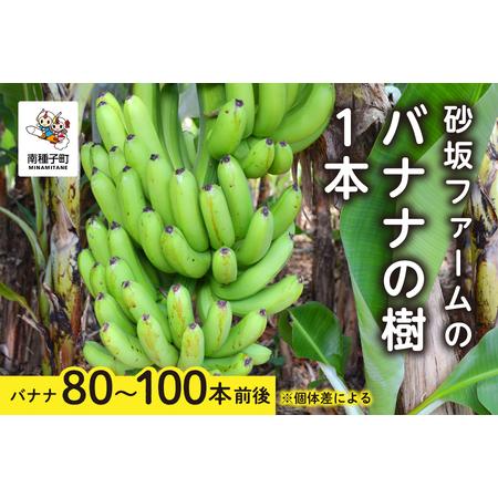ふるさと納税 砂坂ファームのバナナの樹1本（８０本~１００本：個体差により異なります）【南種子町観光...