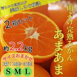 ふるさと納税 2箱セット　雨よけ完熟みかん「あまあま」 ※12月下旬頃から発送　※離島不可 徳島県佐...