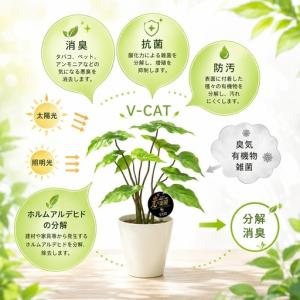 ふるさと納税 光の楽園 幸福の木1.1【配送不...の詳細画像3