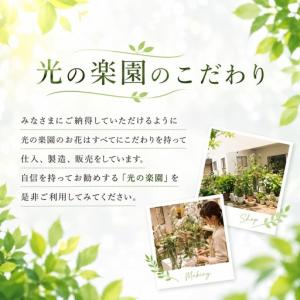 ふるさと納税 光の楽園 幸福の木1.1【配送不...の詳細画像4