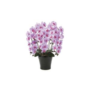 ふるさと納税 光の楽園　クイーン胡蝶蘭５本立L【配送不可：北海道・沖縄・離島】 雑貨 日用品 植物 造花 静岡県浜松市