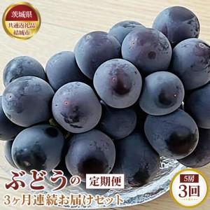 ふるさと納税 【先行予約】ぶどうの3ヶ月連続お届けセット　5房×3回【茨城県共通返礼品 結城市】 No.327 茨城県坂東市