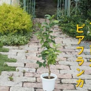 ふるさと納税 植物 レモン 苗木 トゲ無し レモ...の商品画像
