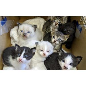ふるさと納税 保護猫 活動支援 寄付額5,00...の詳細画像2
