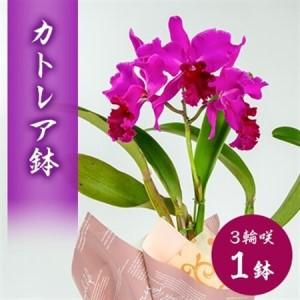 ふるさと納税 洋ラン　カトレア　3輪咲　鉢物_花・観葉植物 花 _【1435920】 静岡県磐田市