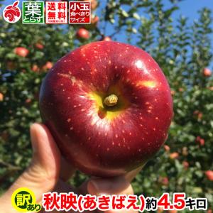 訳あり小玉 信州りんご 秋映 約4.5キロ およそ20-28玉 葉とらず 減農薬 長野県産 産地直送 送料無料 4.5kg 10月上旬より #NAA0E045
