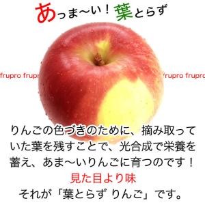 【訳あり】サンふじ 約10kg(26-40玉)...の詳細画像4