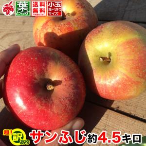 【超訳あり小玉】サンふじ 約4.5kg 18-28玉 傷サビあり 葉とらず 減農薬 長野県産 産地直送 送料無料 ＃NAF0F045