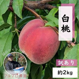 【訳あり】白桃（品種おまかせ）約2kg(4-12玉) 8月頃発送 家庭用 信州桃 長野県産#NPR0B020