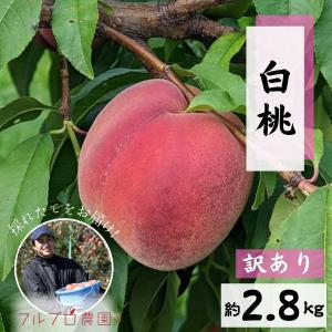 【訳あり】白桃（品種おまかせ）約2.5kg(5-14玉)  8月頃発送 家庭用 信州桃 長野県産#NPR0B025