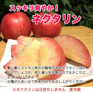 【家庭用】ネクタリン(品種おまかせ) 約2.5...の詳細画像1