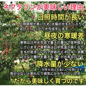 【家庭用】ネクタリン(品種おまかせ) 約2.5...の詳細画像2