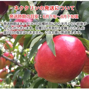 【家庭用】ネクタリン(品種おまかせ) 約2.5...の詳細画像3