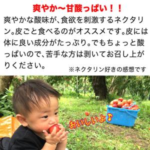 【家庭用】ネクタリン(品種おまかせ) 約2.5...の詳細画像4