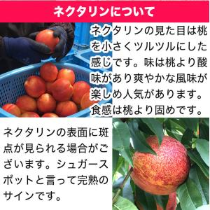 【家庭用】ネクタリン(品種おまかせ) 約2.5...の詳細画像5