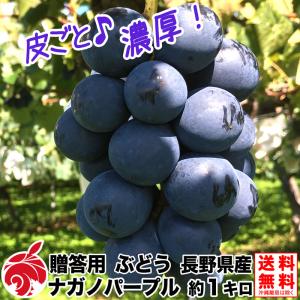 【贈答用】ナガノパープル 約1kg（2房） 9月中旬より 種無しぶどう 送料無料 産地直送 長野県産 ブドウ 葡萄