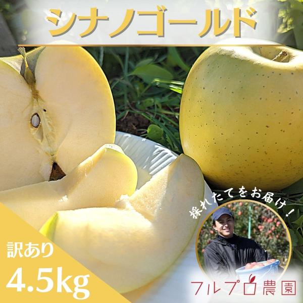 【訳あり】シナノゴールド 約4.5kg 12-25玉 11月上旬頃発送開始予定 家庭用 減農薬 長野...