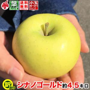 訳あり小玉 シナノゴールド 約4.5キロ およそ18-28玉 家庭用 葉とらず 信州りんご 減農薬 長野県産 産地直送 4.5kg 送料無料 11月上旬より ＃NAG0E045