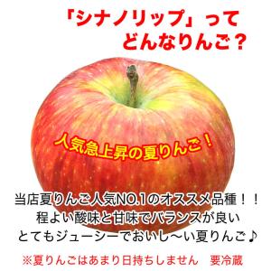 【訳あり】シナノリップ 約1.8kg(5-10...の詳細画像1
