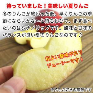 【訳あり】シナノリップ 約1.8kg(5-10...の詳細画像2