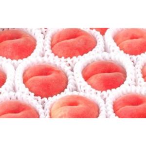 ふるさと納税 もも 山形県 天童市 08-01-003　硬い もも(美晴白桃)2kg