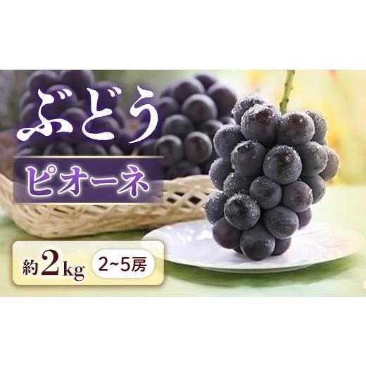 ふるさと納税 果物類 ぶどう 長野県 豊丘村  2026年発送先行予約 ぶどう ピオーネ 約2kg ...
