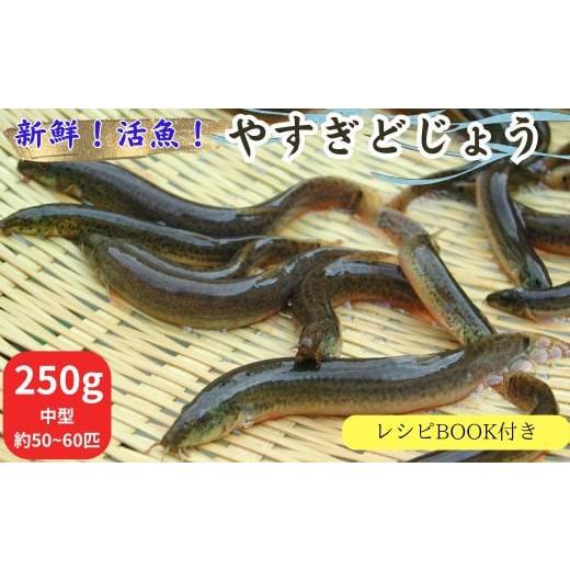 ふるさと納税 島根県 安来市 やすぎどじょう250g（女子高生制作どじょう料理レシピBOOK付き）【...