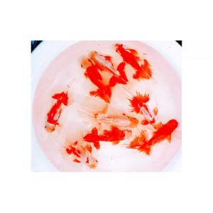 ふるさと納税 生き物 香川県 東かがわ市 No.4631-0712 金魚「日本オランダ獅子頭 」D