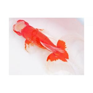 ふるさと納税 生き物 香川県 東かがわ市 No.4631-0713 金魚「日本オランダ獅子頭 」E