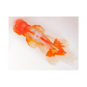 ふるさと納税 生き物 香川県 東かがわ市 No...の詳細画像3