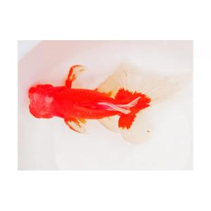 ふるさと納税 生き物 香川県 東かがわ市 No...の詳細画像4