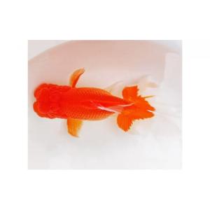 ふるさと納税 生き物 香川県 東かがわ市 No...の詳細画像5