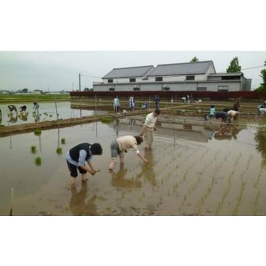 ふるさと納税 体験チケット 埼玉県 加須市 農業体験（田植えと収穫体験）