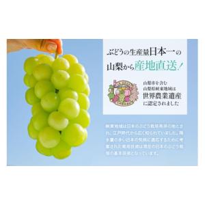 ふるさと納税 ぶどう マスカット 山梨県 山梨...の詳細画像2