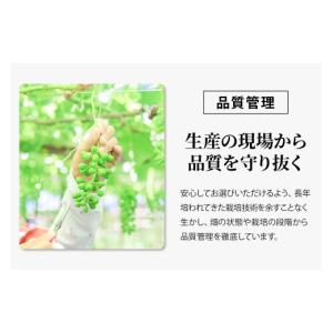 ふるさと納税 ぶどう マスカット 山梨県 山梨...の詳細画像3