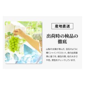 ふるさと納税 ぶどう マスカット 山梨県 山梨...の詳細画像4