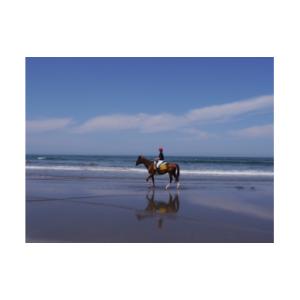 ふるさと納税 九十九里浜一宮乗馬センター施設利用補助券４枚（12,000円分）