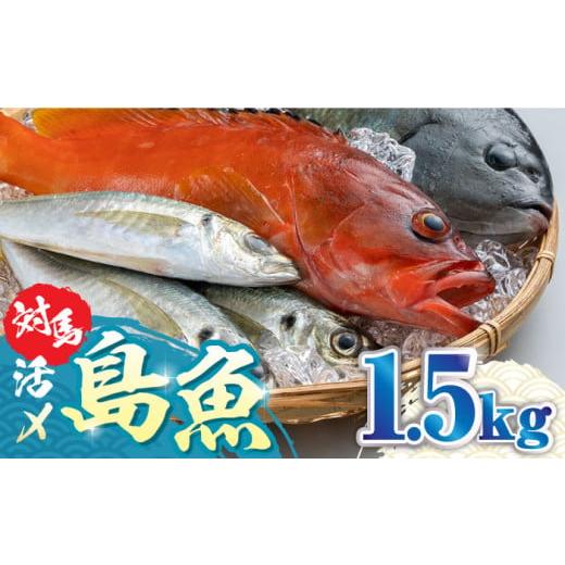 ふるさと納税 旬の鮮魚等 長崎県 対馬市 対馬 活〆 島魚 セット 1.5kg《対馬市》 対馬地域商...