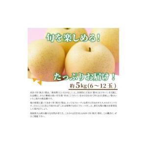 ふるさと納税 梨 鳥取県 大山町 DS-05 ...の詳細画像3