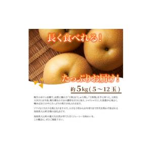 ふるさと納税 梨 鳥取県 大山町 DS-08 ...の詳細画像2