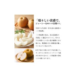 ふるさと納税 梨 鳥取県 大山町 DS-08 ...の詳細画像4