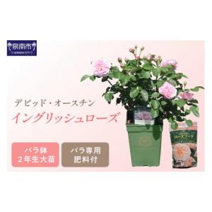 ふるさと納税 大阪府 泉南市  デビッド・オースチン